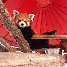 Please Follow Iloveredpandas Draw Me Like One Of Your French Pandas Redpanda Panda Cutebear Bear Animal F In 2020 Red Panda Cute Cute Animals Cute Funny Animals