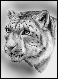 May 28, 2021 · the strongman, 32, was facing simon valilly in the ring on friday, and he was rocked badly in the second and third rounds of their fight, which ultimately ended in a draw. Snow Leopard Pencil Portrait Animate Art