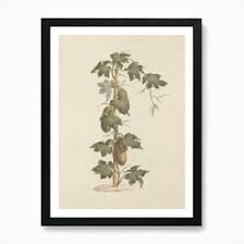 Image result for Peponium vogelii