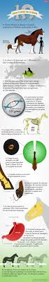 Maybe you would like to learn more about one of these? Infographie 10 Choses A Savoir Sur Le Cheval Sciences Et Avenir