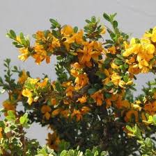 Image result for Brya