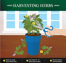 Maybe you would like to learn more about one of these? 5 Kitchen Herbs For Small Garden Spaces Fix Com