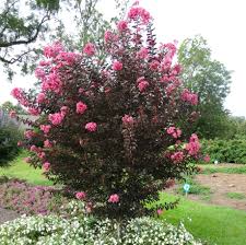 Crepe myrtle flowers turning black. Crape Myrtle Bark Scale Threatens Summer S Most Popular Tree
