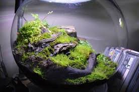 Terrarium Garden Kit Just Mist The Plants And Moss With Water Twice Weekly And Watch Your Garden Come To Life Garden Kits Plants Terrarium