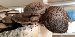 Cultivar setas en casa es muy sencillo y cada vez más gente se suma a ello. Como Cultivar Tus Setas De Cardo En Casa Temycor