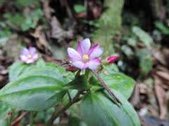 Image result for Calvoa orientalis