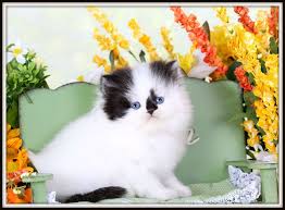 Black And White Persian Cat Black White Kittens Persian Kittens White Persian Kittens Kittens