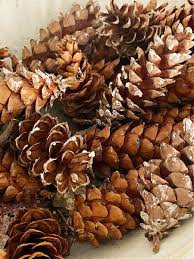 Step 1 get rid of dirt by gently scrubbing or brushing off soil or sand. How To Preserve Pine Cones To Use For Home Decorating