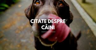 O data cu sarbatoarea chinezesca de inceput de an 2018, intram sub semnul cainelui de pamant, sau cainele galben. 129 Citate Despre Caini Citate EmoÈ›ionante È™i Pline De AdevÄƒr