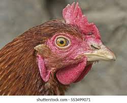 Portrait Bracken Colored Hen Stock Photo Edit Now 553499071