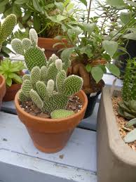 Growing and propagating cacti is relatively easy to do and can be quite rewarding. A Different Cactus For Christmas 27 East