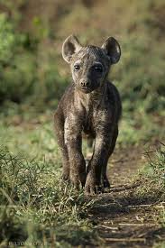 Hyena Pup By Hilton Kotze Hyena Pup Baby Animals