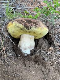 Image result for Suillus wasatchicus