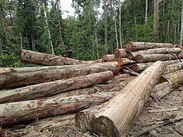 Cari | | | laman utama; Tahukah Anda Kayu Balak Kayu Balak Lahad Datu Info Facebook