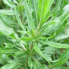 Image result for Hygrophila schulli