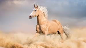 Top 10 Des Races De Chevaux Photos de chevaux equitation animaux mignons chevaux mignons jolis chevaux. top 10 des races de chevaux