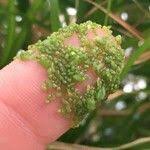 Image result for Wolffia arrhiza