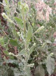 Image result for Pseudoconyza viscosa