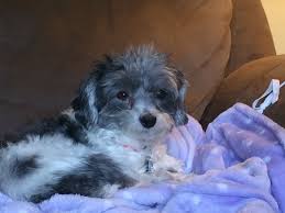 Full Grown Grey And White Maltipoo