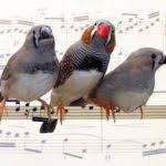 Download suara burung cendet asli juara tembakan gacor isian untuk masteran dan cara pemasteran yang baik dan benar dalam format.sebagian besar pemiliik burung tentunya ingin sekali memiliki kicauan burung yang baik, maka dari itu pemasteran burung cendet menjadi hal yang. Perbedaan Burung Pentet Jawa Timur Dan Jawa Barat Om Kicau