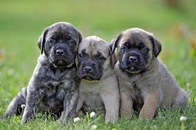 The bullmastiff is a strong working breed. Mastiff Puppies For Sale Akc Puppyfinder