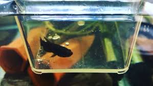 Betta Channoides Holding Video Turtle Tank Betta Turtle
