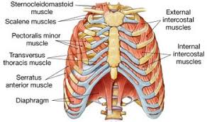 The primary responsibilities of the ribcage involve protecting the thoracic visceral organs, enclosing the thoracic visceral organs, and is included in the. Rib Pain Or Intercostal Neuritis A Nyc Chiropractor Applied Kinesiologist Nkt Practitioner Explains Dr Vittoria Repetto S Blog