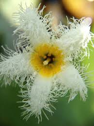 Image result for Nymphoides brevipedicellata