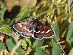 Image result for Pyrausta nigrata