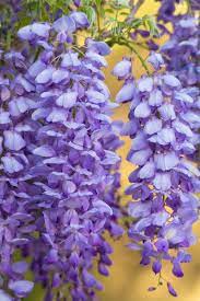 Wisteria Art Print By Saija Lehtonen Fine Art Photography Society6 Flower Garden Plants Flowers Photography Flowers Nature