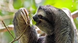 It eats different types of leaves, fruit and twigs. Can Moths Explain Why Sloths Poo On The Ground