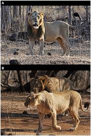 30+ free and best coloring pages of characters of the lion king movie, including simba, mufasa, nala, pumbaa, timon and more. Frontiers Asiatic Lion Ecology Economics And Politics Of Conservation Ecology And Evolution