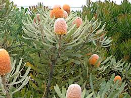 Image result for Banksia integrifolia