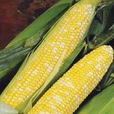 Image result for Zea mays