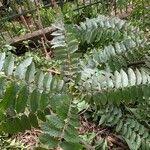 Image result for Toona ciliata