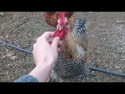 tavuklar nasil daha fazla yumurtlar youtube hayvanlar tavuk