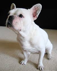 Love Dog Pitbull Hypertrophyfreak Gym Fitness Dedicated Life Dog Cute Instag French Bulldog Funny White French Bulldog Puppies French Bulldog Puppies