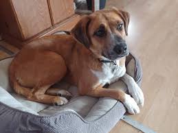 adopted ** ADOPTABLE NOW! Meet...