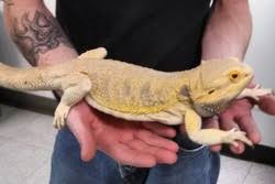 Bearded dragons are agamid lizards in the genus pogona. Giant Morph Bearded Dragon