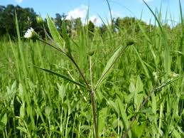 Image result for Eclipta prostrata