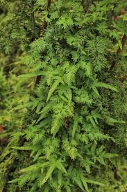 Image result for Lygodium