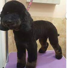 Pin On Cockapoo