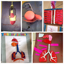 Mrs Dabass 5a On Twitter Hands On Project Respiratory System Creative Ideas Awesome Work Http T Co 5ouktsc9pi Twitter