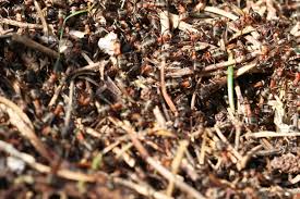 Bei uns im garten würde ich sofort auf füchse tippen, da bei uns des öfteren welche rumirren. Kleine Locher Im Rasen Welches Tier Buddelt Hier Gartenlexikon De