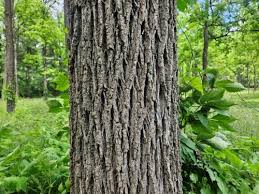 Image result for tree bark