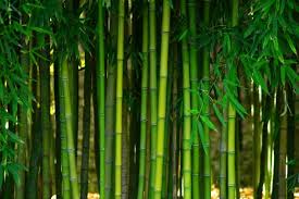 Teknologi hijau merujuk produk, peralatan atau sistem yang memenuhi kriteria seperti. 10 Green Products That Are Bad For The Environment Listverse