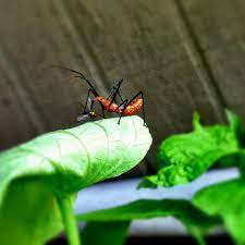I M A Milkweed Assassin Bug Although My Cousin Leaf Footed Bug Is An Enemy Of Yours Don T Get Us Mixed Up I M Th Leaf Footed Bug Milkweed Cucumber Beetles