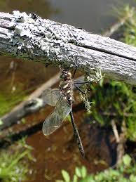 Image result for Gleichenia elongata