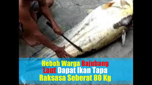 Inilah 38 ikan terbesar di dunia yang pernah di tangkap. Video Heboh Temuan Ikan Tapah Raksasa Seberat 80 Kg Di Sungai Batanghari Youtube