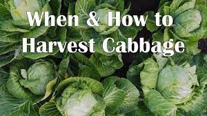 Maybe you would like to learn more about one of these? When And How To Harvest Cabbage Youtube